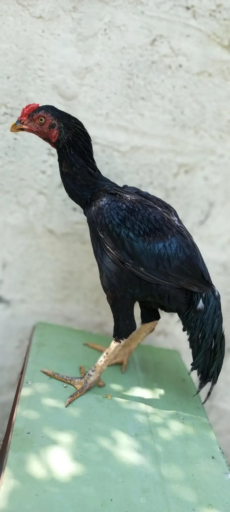 Pure Lasani 0317"" "" 57"" "52" "175 — photo 10