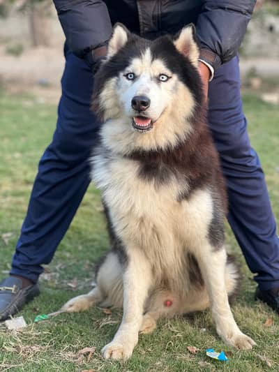 Siberian Husky breeders male| big size blue eyes