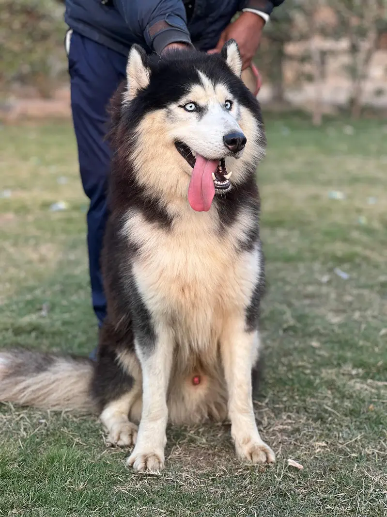 Siberian Husky breeders male| big size blue eyes — photo 2