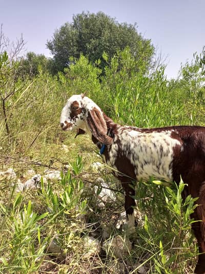 2 goats for sale