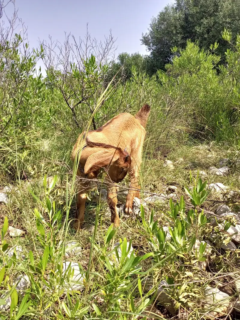 2 goats for sale — photo 2