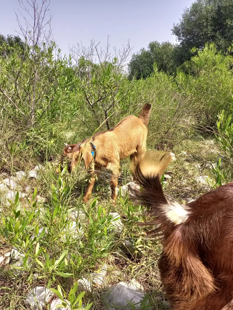 2 goats for sale — photo 3