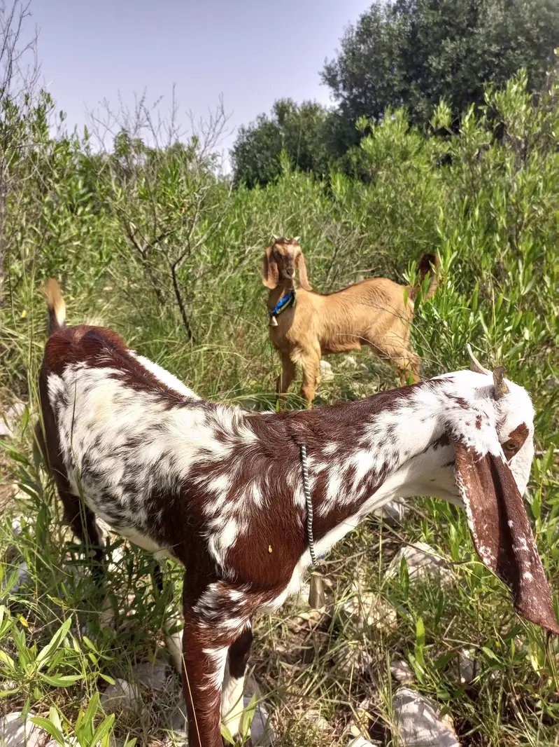 2 goats for sale — photo 4