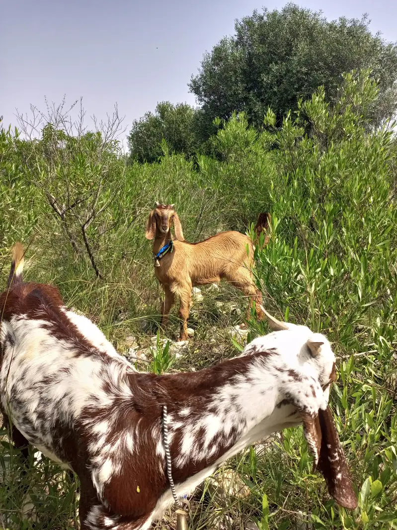 2 goats for sale — photo 5