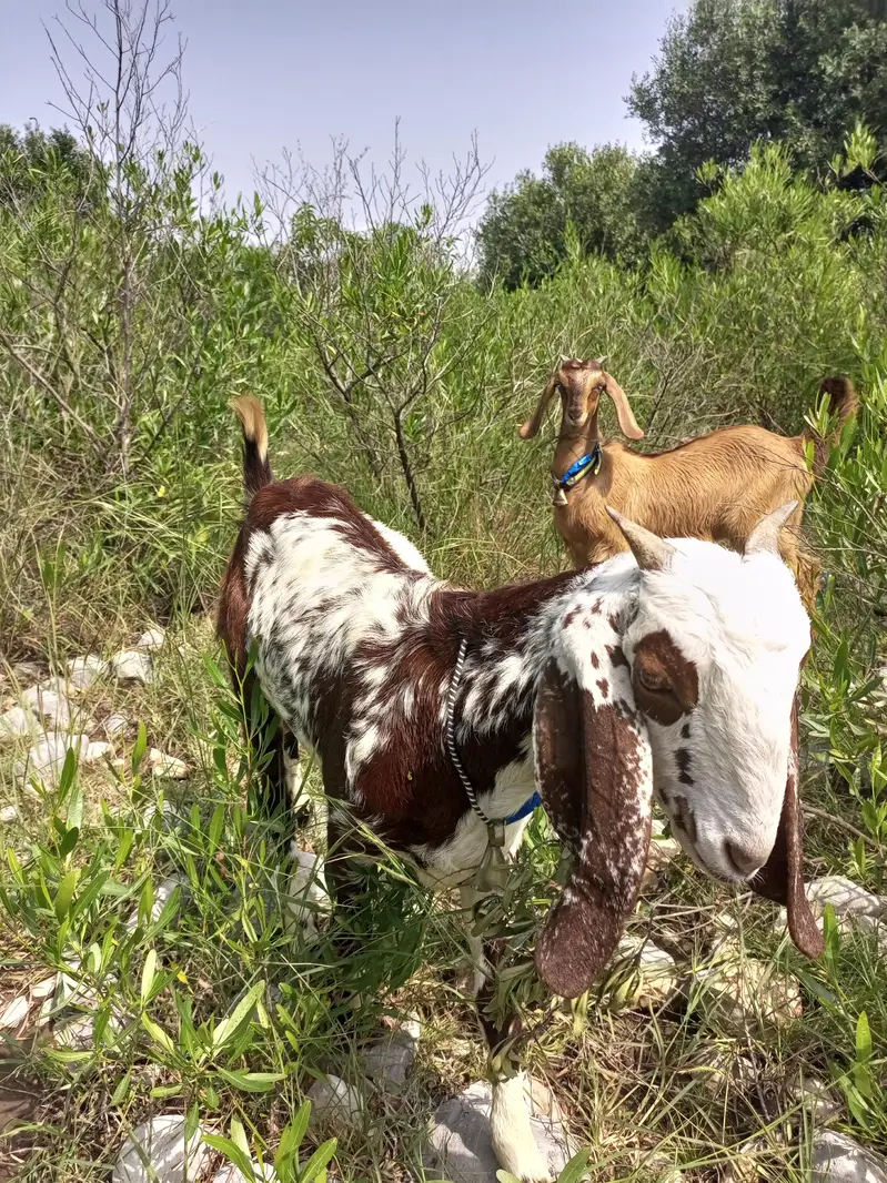 2 goats for sale — photo 6