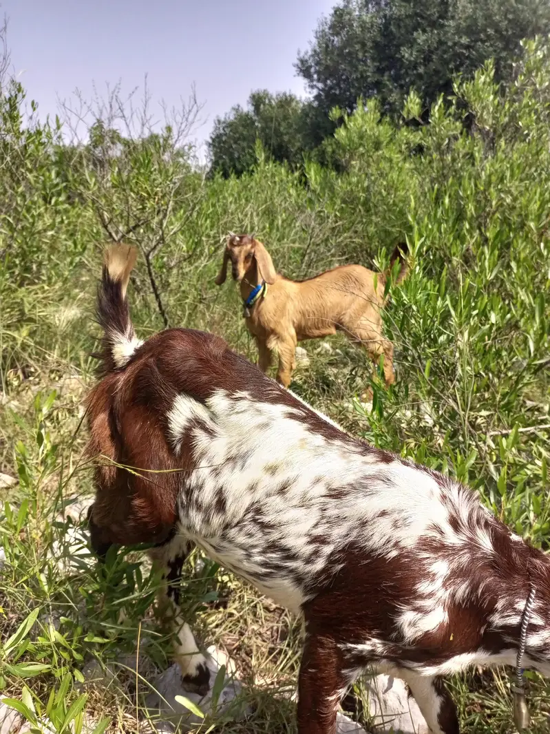 2 goats for sale — photo 7