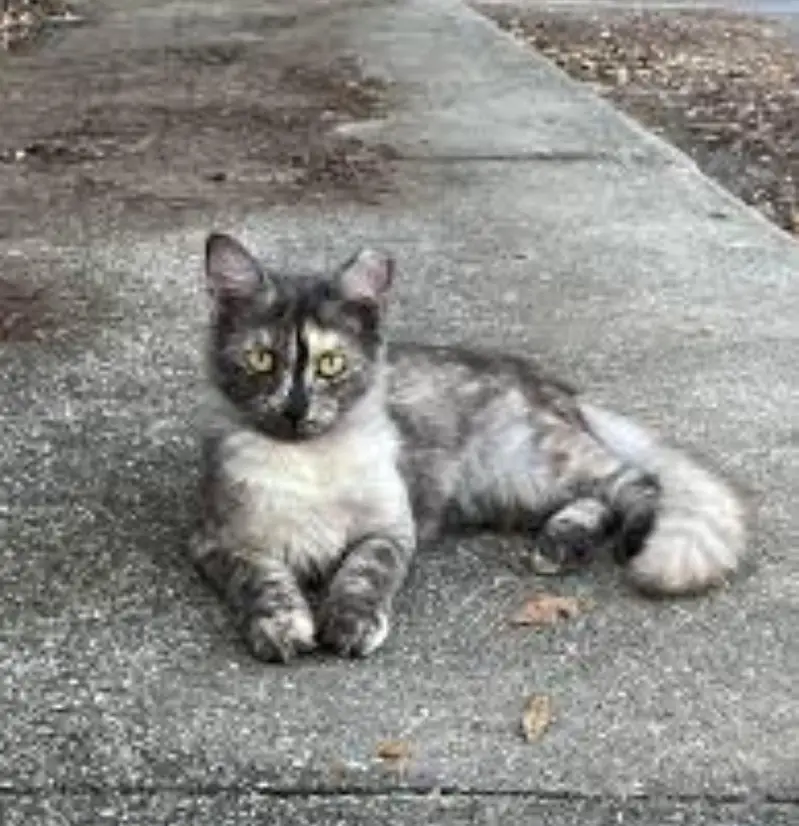 long cod cute cat — photo 3