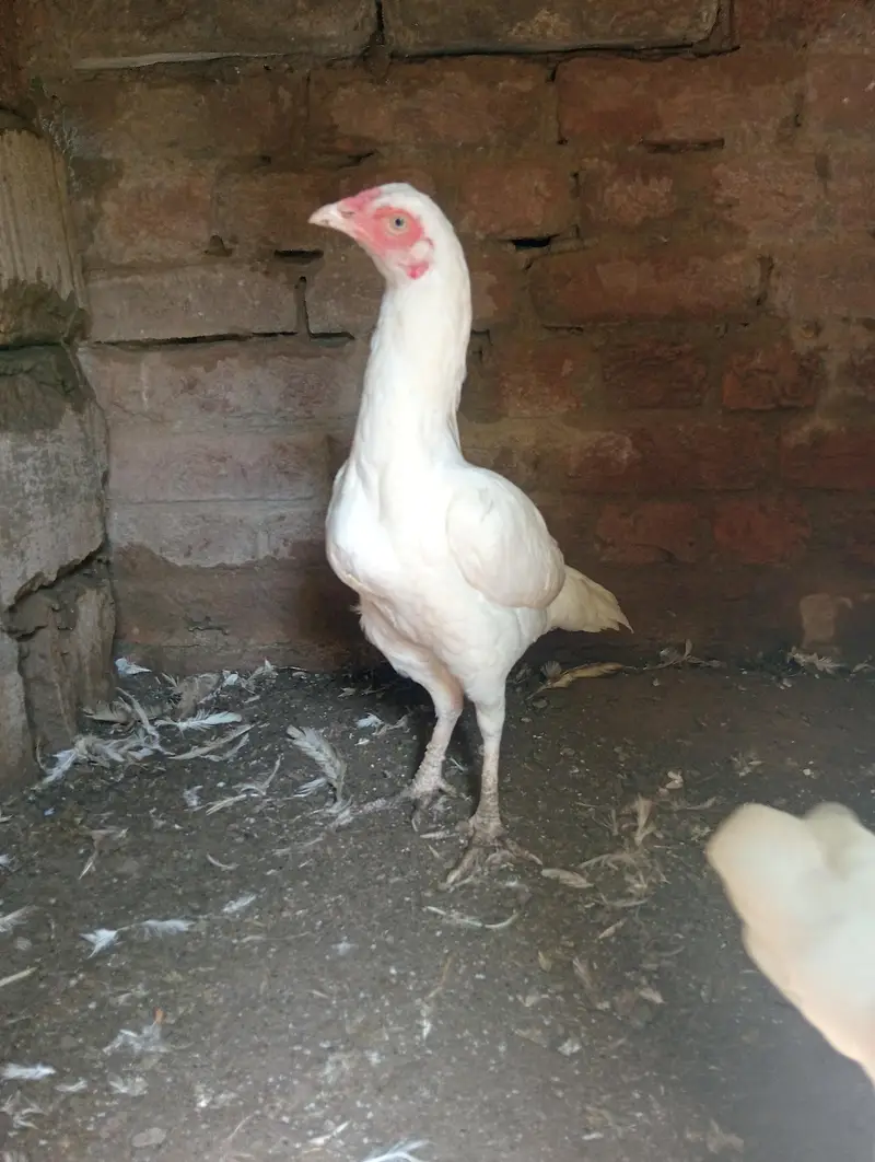 aseel heera madiya — photo 3