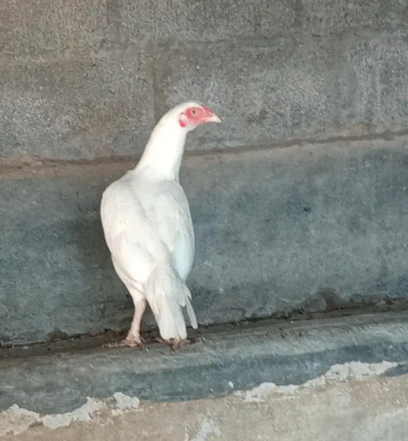 aseel heera madiya — photo 4