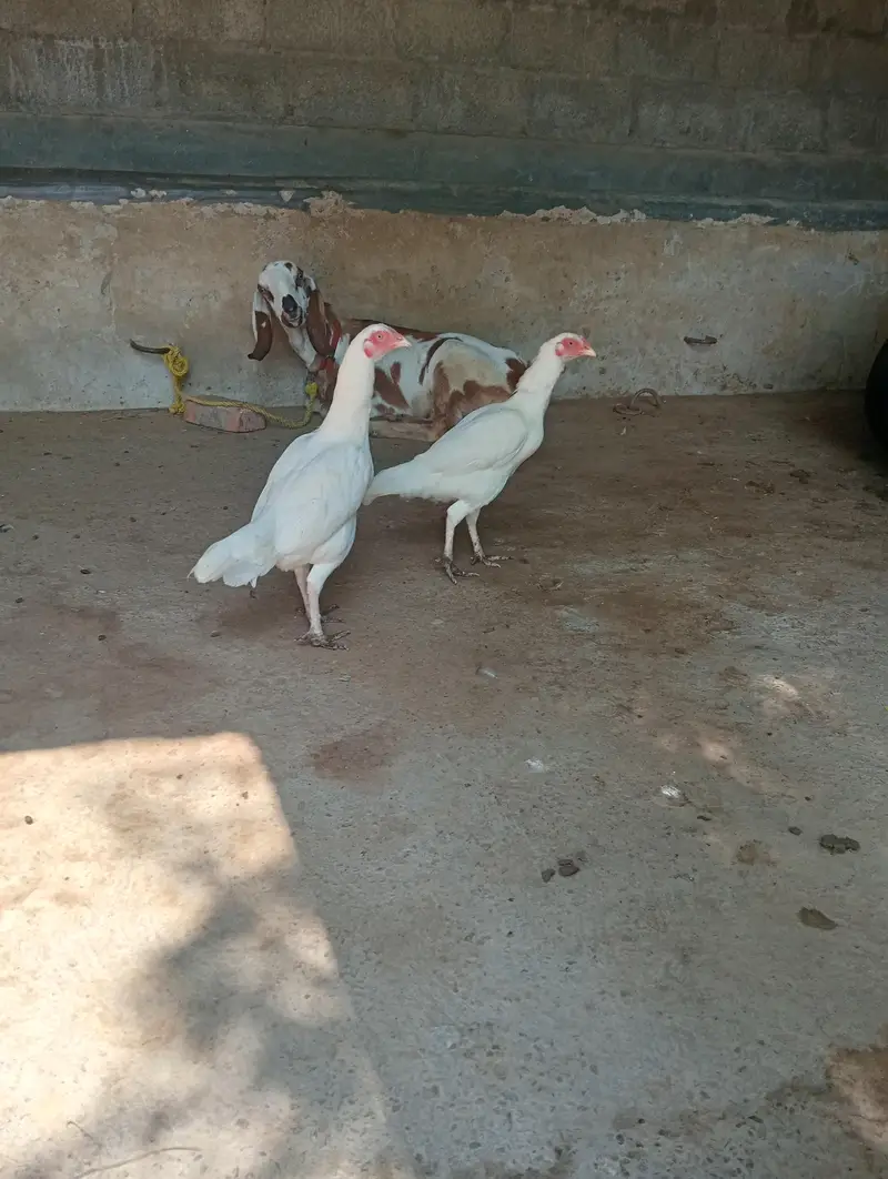 aseel heera madiya — photo 5