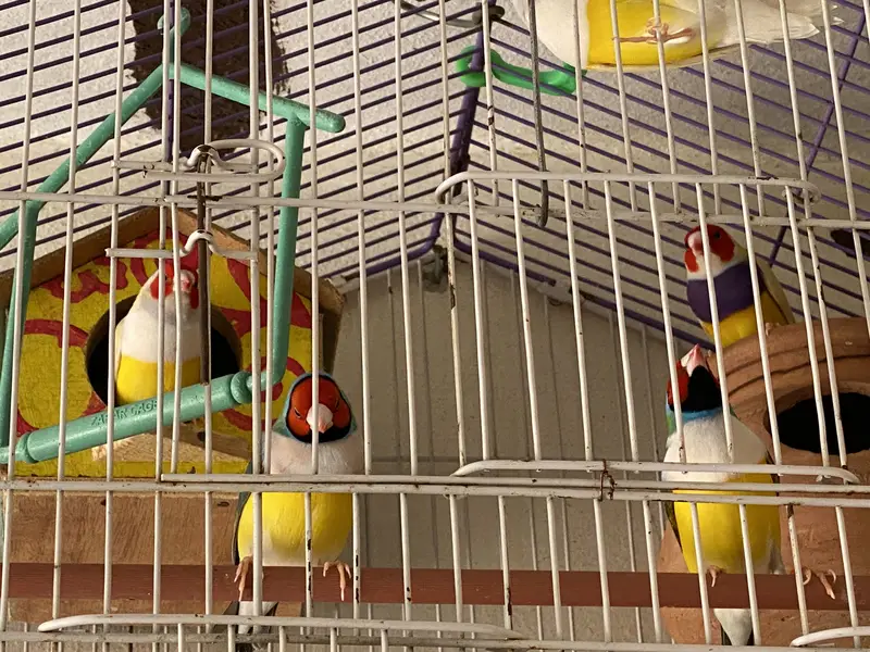 Goldean Finches