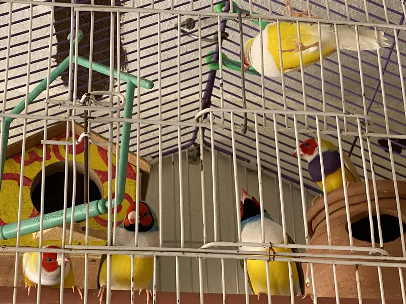 Goldean Finches — photo 2