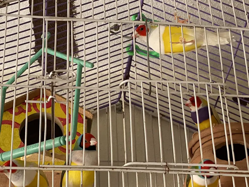 Goldean Finches — photo 3