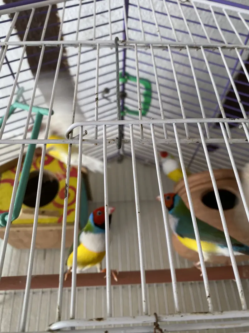 Goldean Finches — photo 4