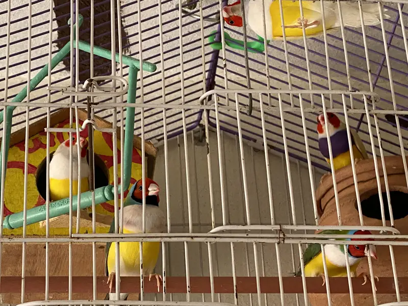 Goldean Finches — photo 5