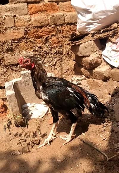 Aseel black chena murgha