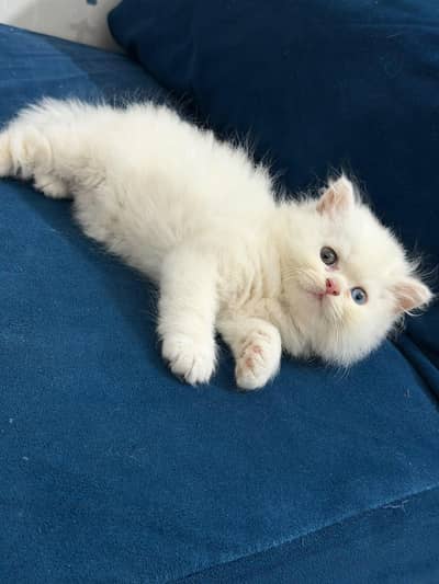 Catss