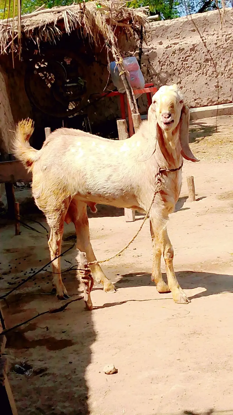 Bakra Desi Makhhi Cheena — photo 2