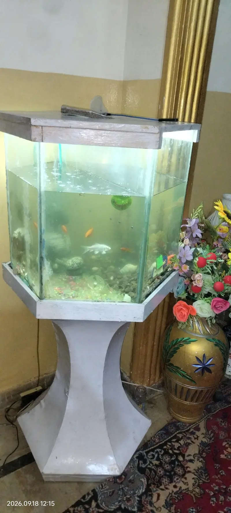 aquarium with stand fish — photo 2