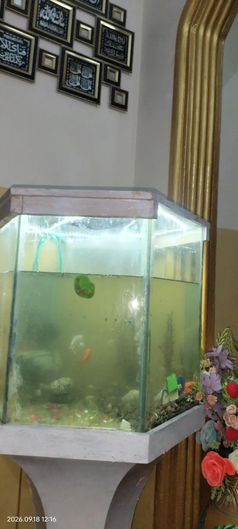 aquarium with stand fish — photo 3