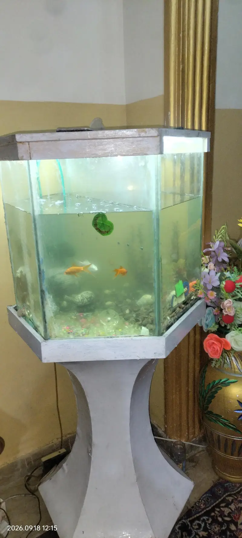 aquarium with stand fish — photo 4
