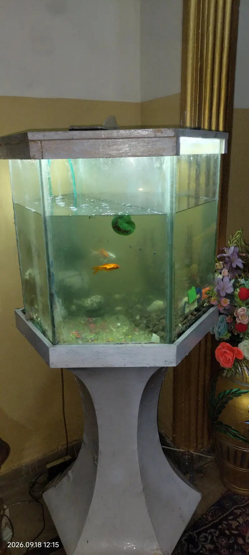 aquarium with stand fish — photo 5