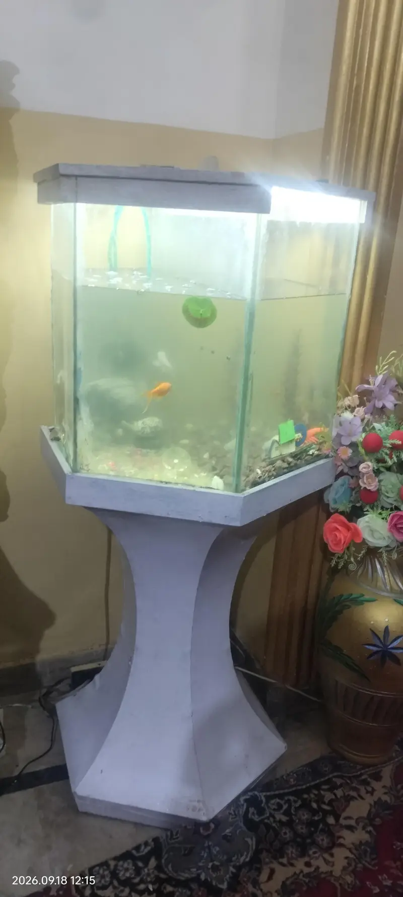 aquarium with stand fish — photo 6