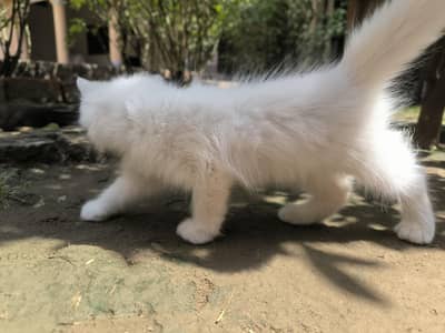 white male Persian