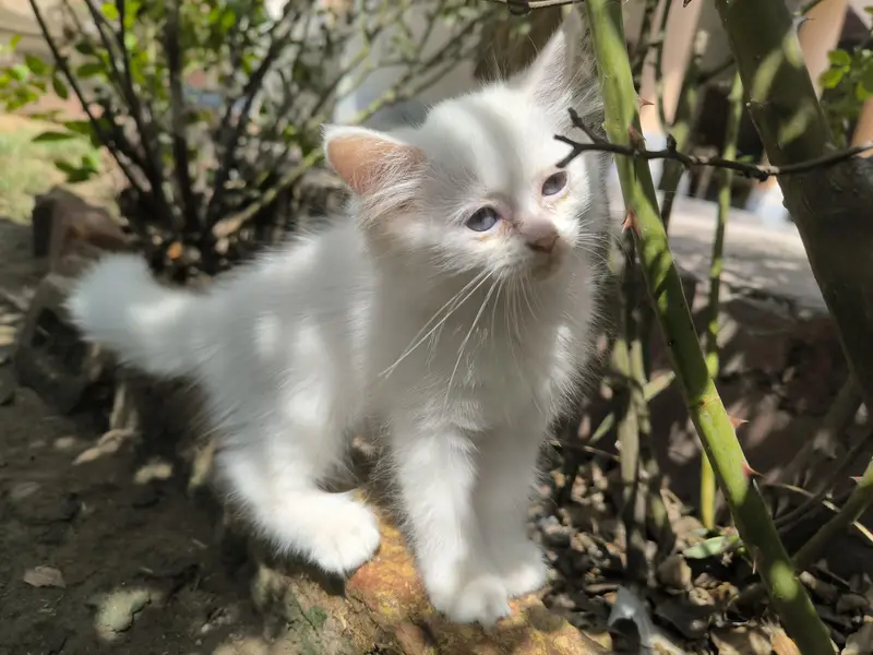 white male Persian — photo 2