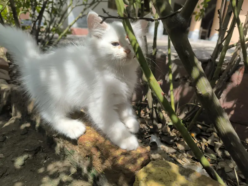 white male Persian — photo 3