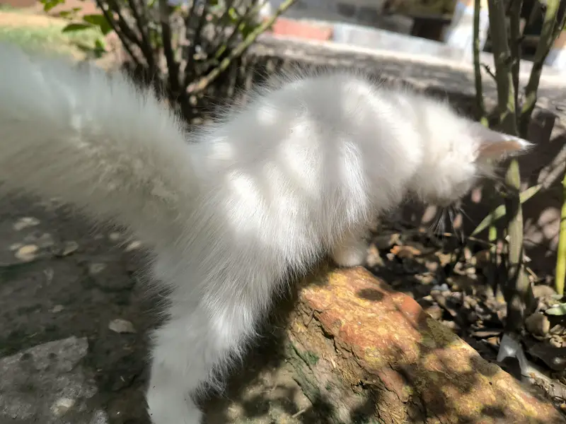 white male Persian — photo 4