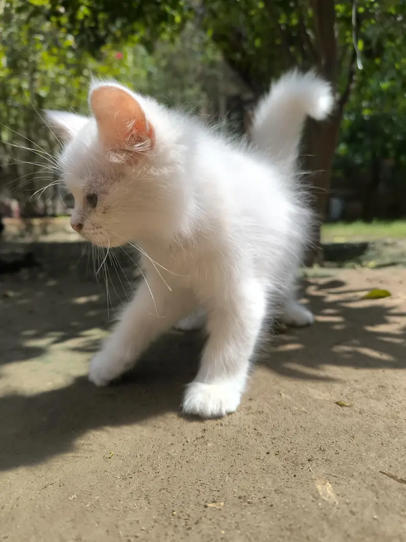 white male Persian — photo 5