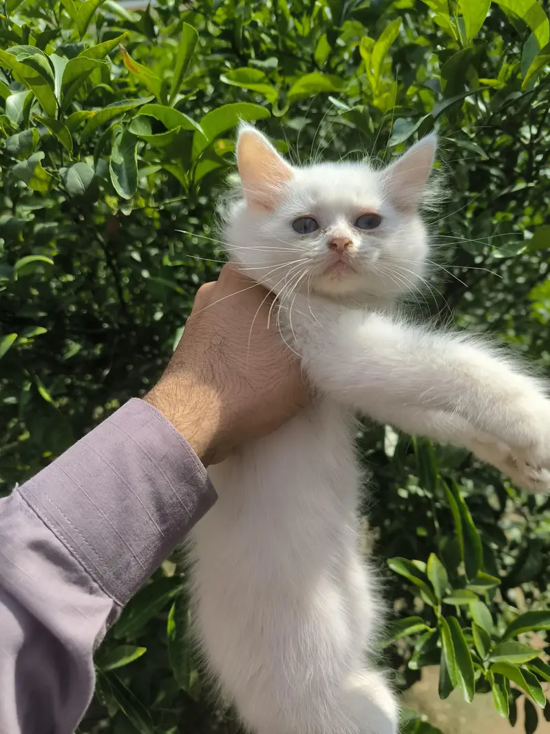 white male Persian — photo 7