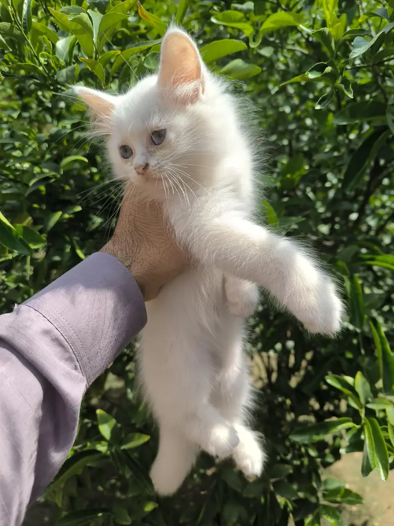white male Persian — photo 8