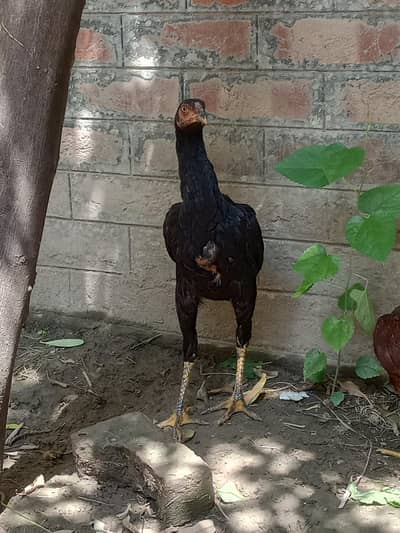 aseel murgi char aadat rate ₹3000 ek ka