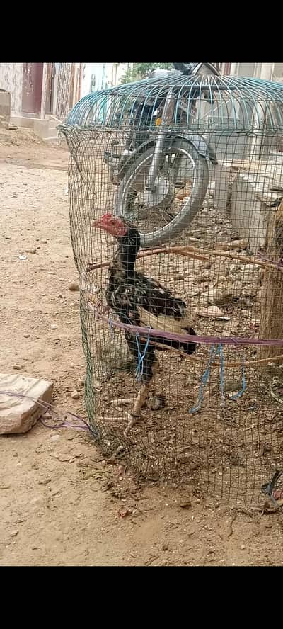 high quality mainwali phatta 1st par father pic ha  normal price