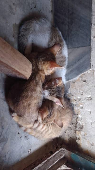 Mother cat with 4 babies for adoption!