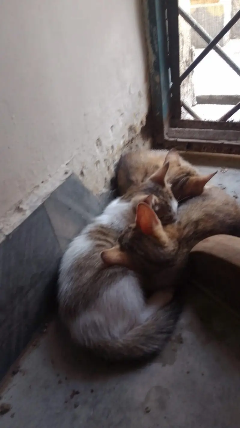 Mother cat with 4 babies for adoption! — photo 2