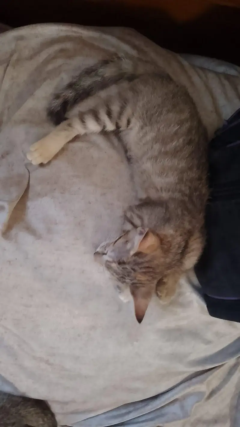 Mother cat with 4 babies for adoption! — photo 3