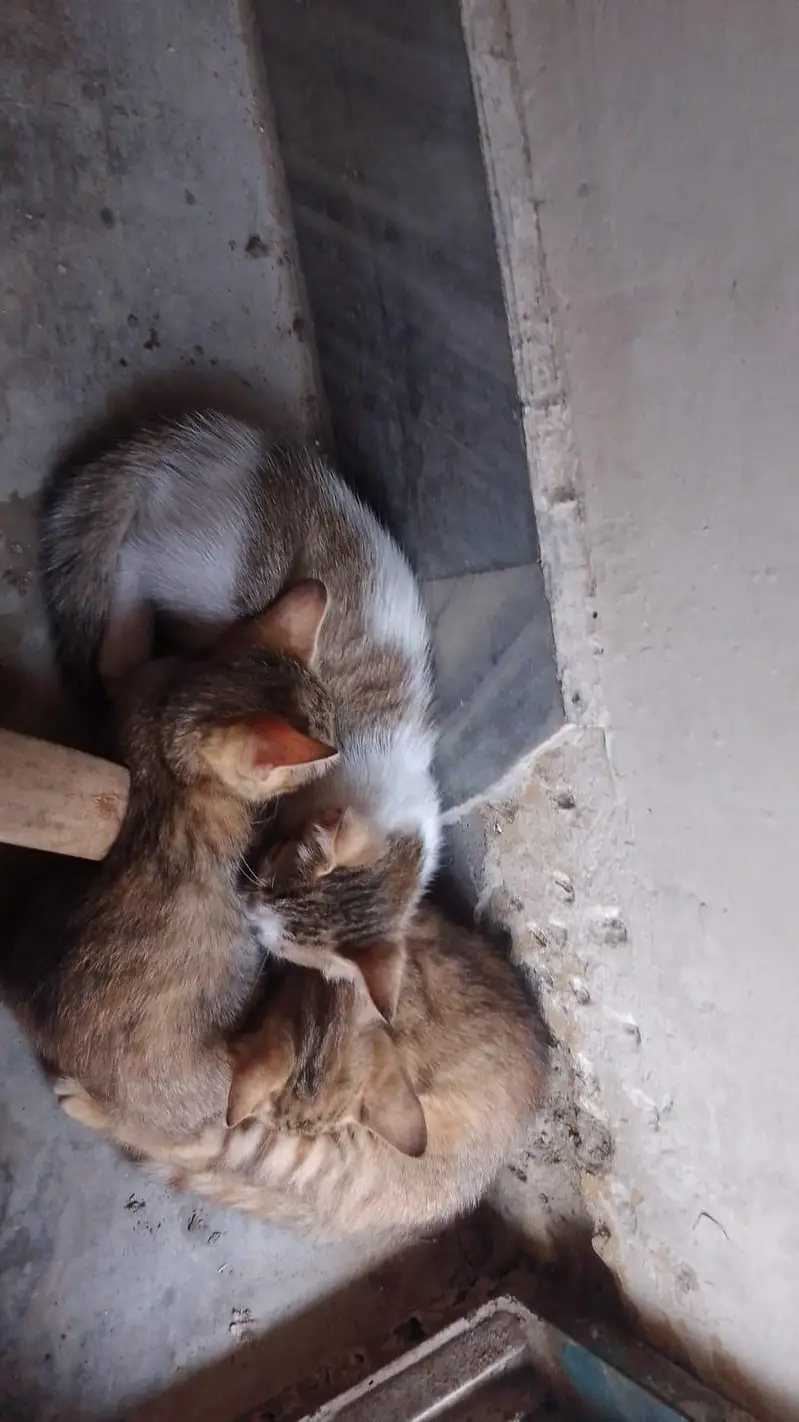 Mother cat with 4 babies for adoption! — photo 4