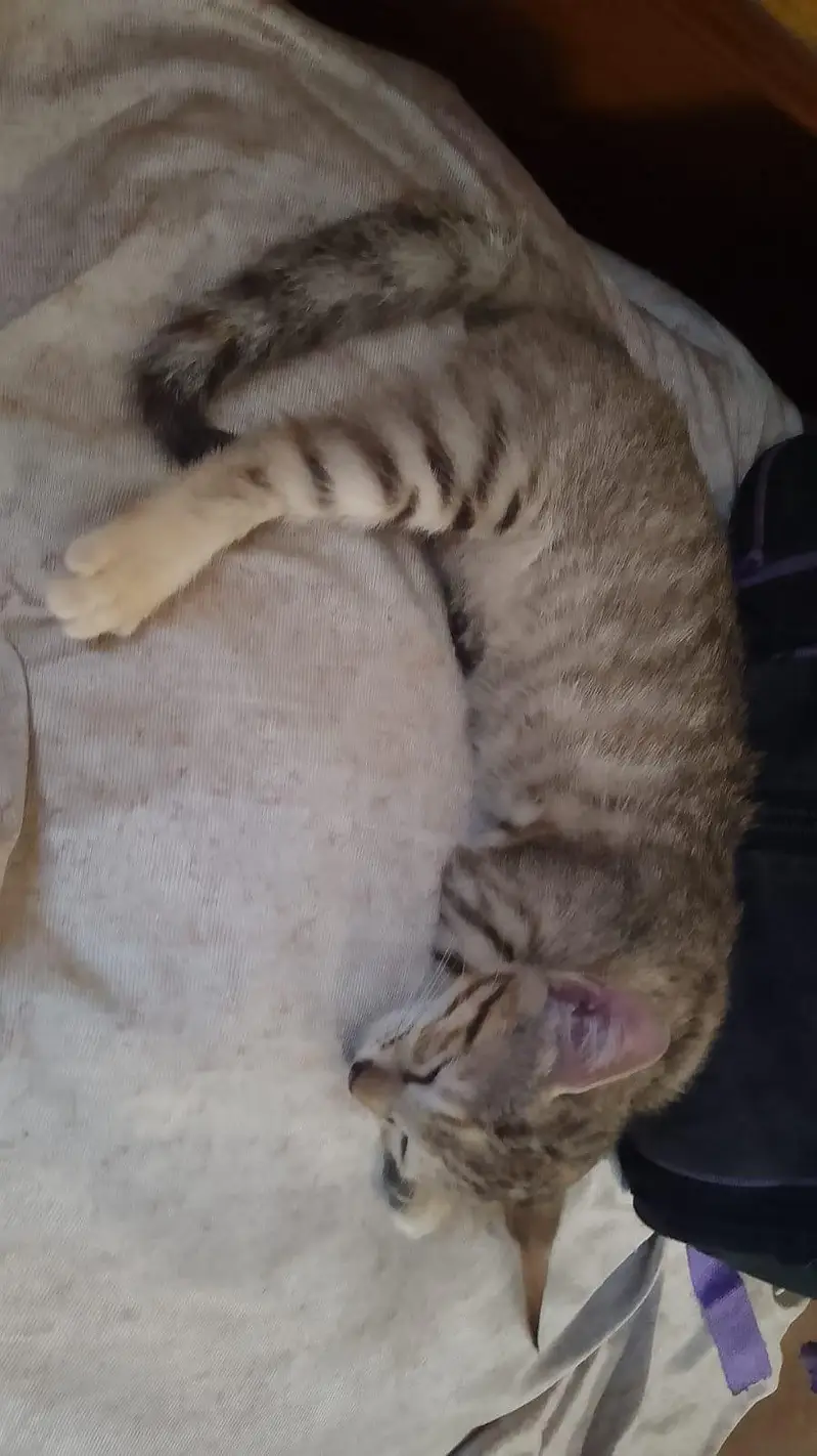 Mother cat with 4 babies for adoption! — photo 6