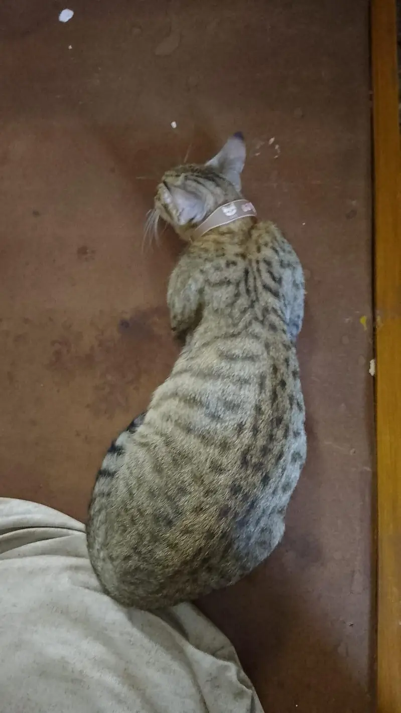Mother cat with 4 babies for adoption! — photo 7