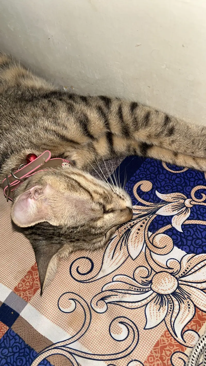 Mother cat with 4 babies for adoption! — photo 8