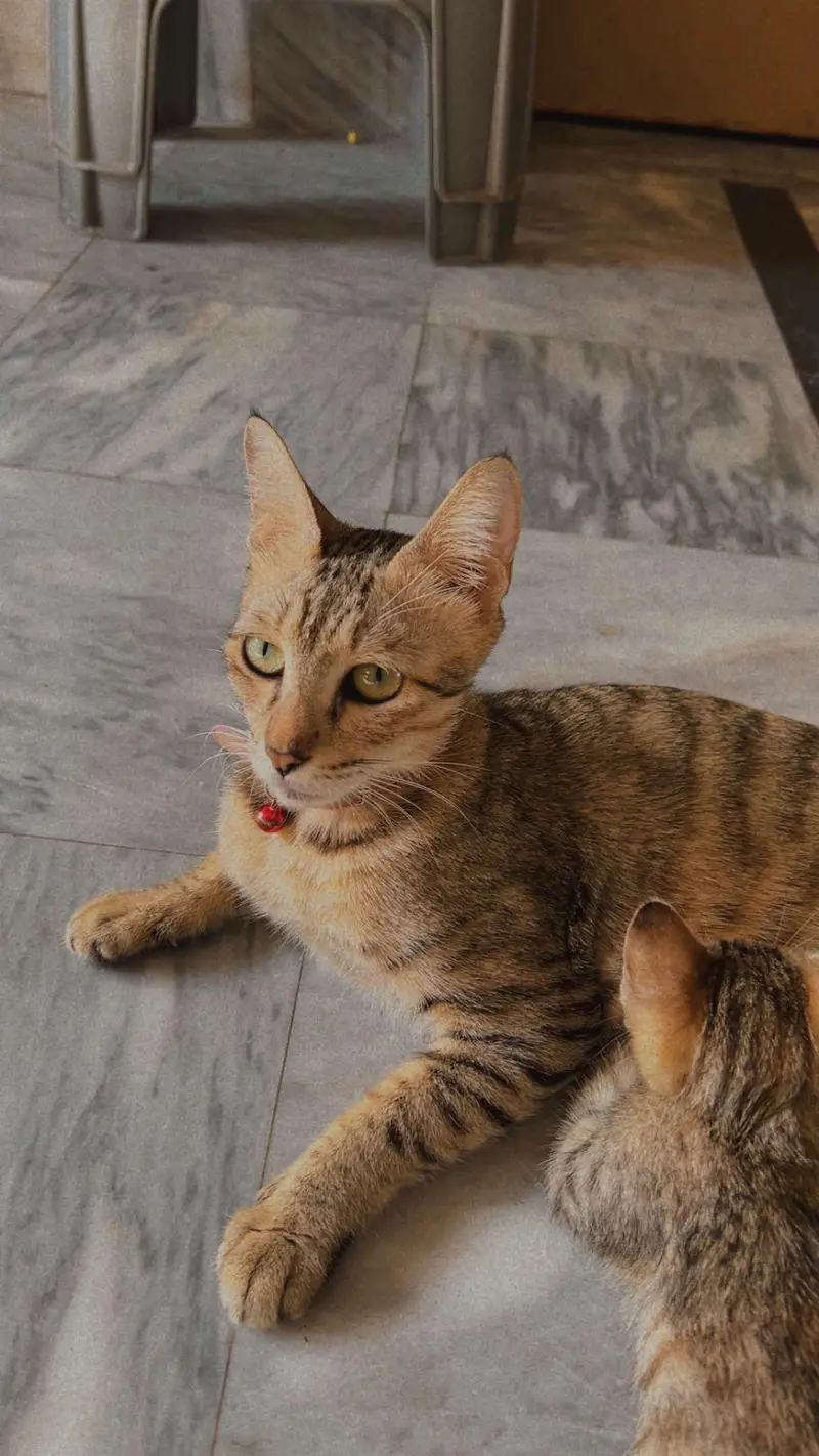 Mother cat with 4 babies for adoption! — photo 9