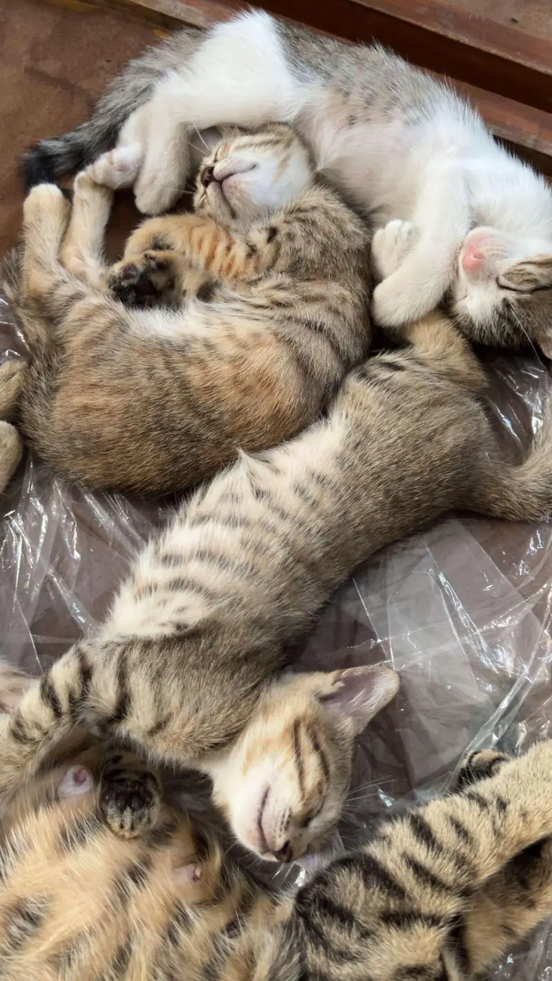 Mother cat with 4 babies for adoption! — photo 10