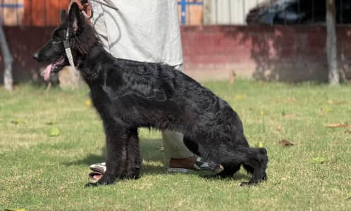 German shepherd female