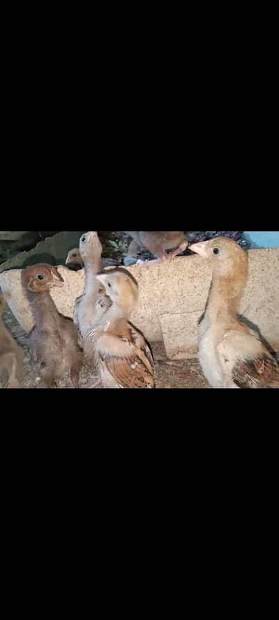 pure mainwali chicks  for sale
