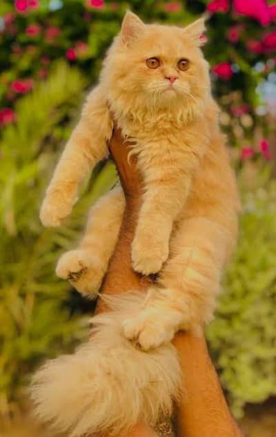 breeder female cat for