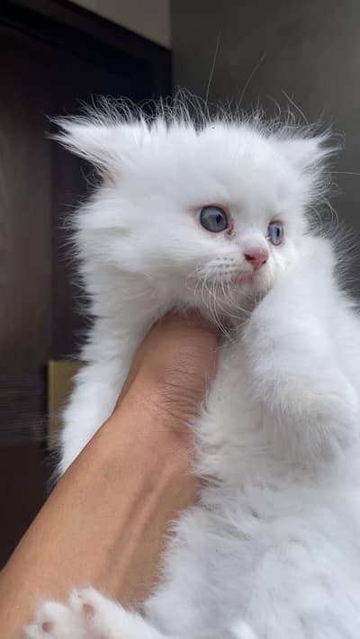 white pure persian kittens