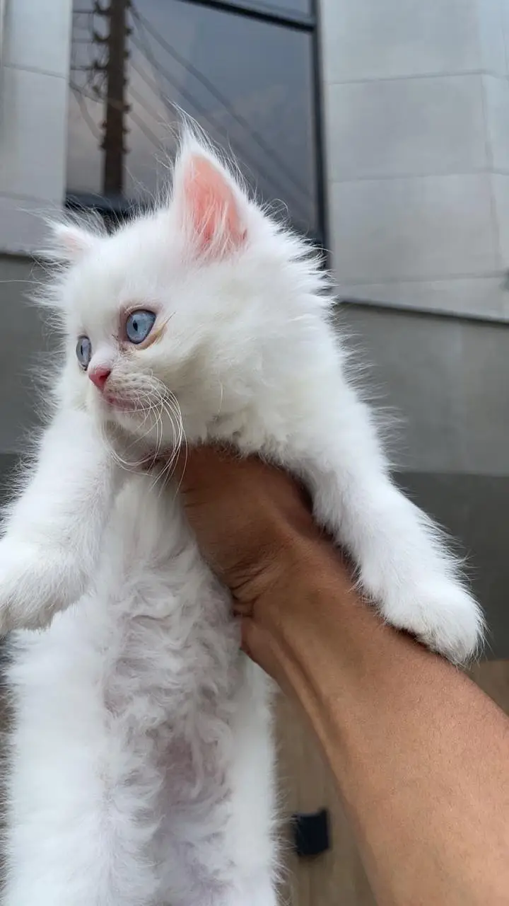 white pure persian kittens — photo 2